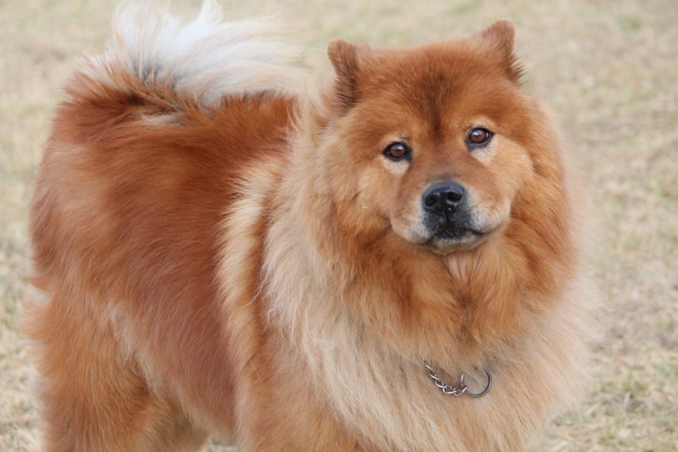 Chow Chow - Top 10 Populaire Hondenrassen