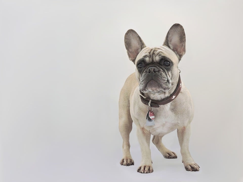 Franse Bulldog - Top 10 Populaire Hondenrassen