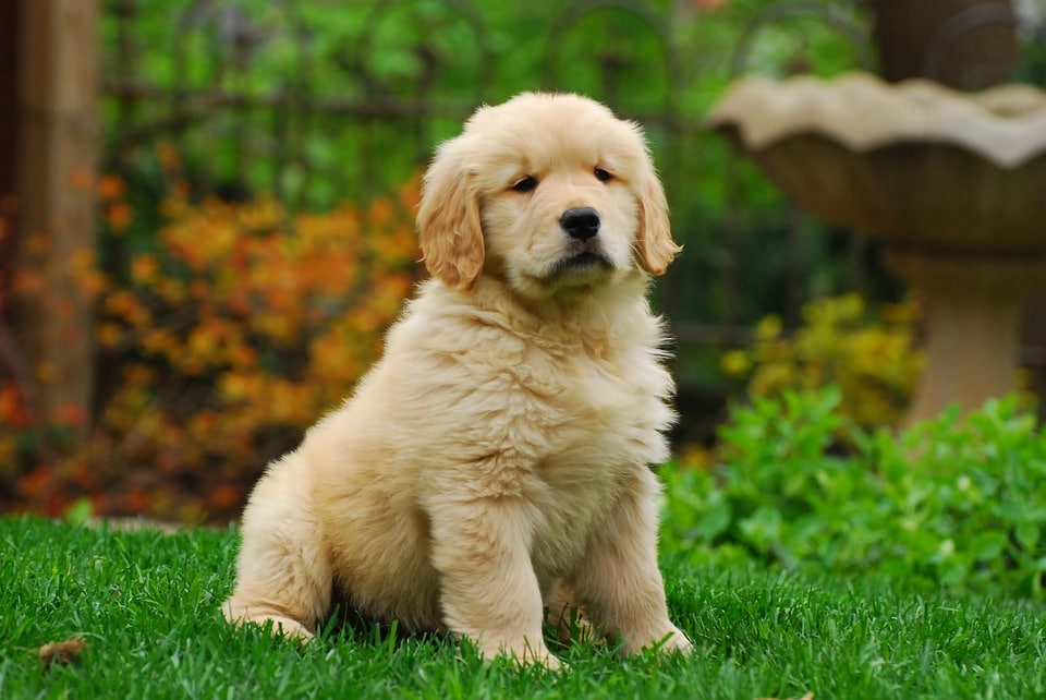 Golden Retriever - Top 10 Populaire Hondenrassen
