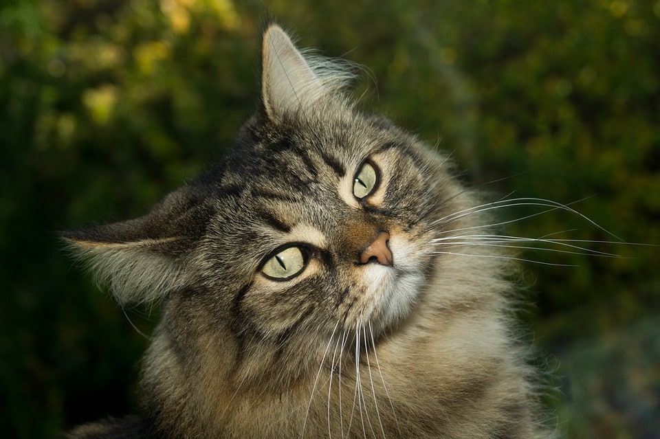 Noorse Boskat - Top 10 Populaire Kattenrassen