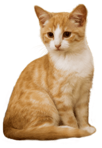 Petplan Kattenverzekering