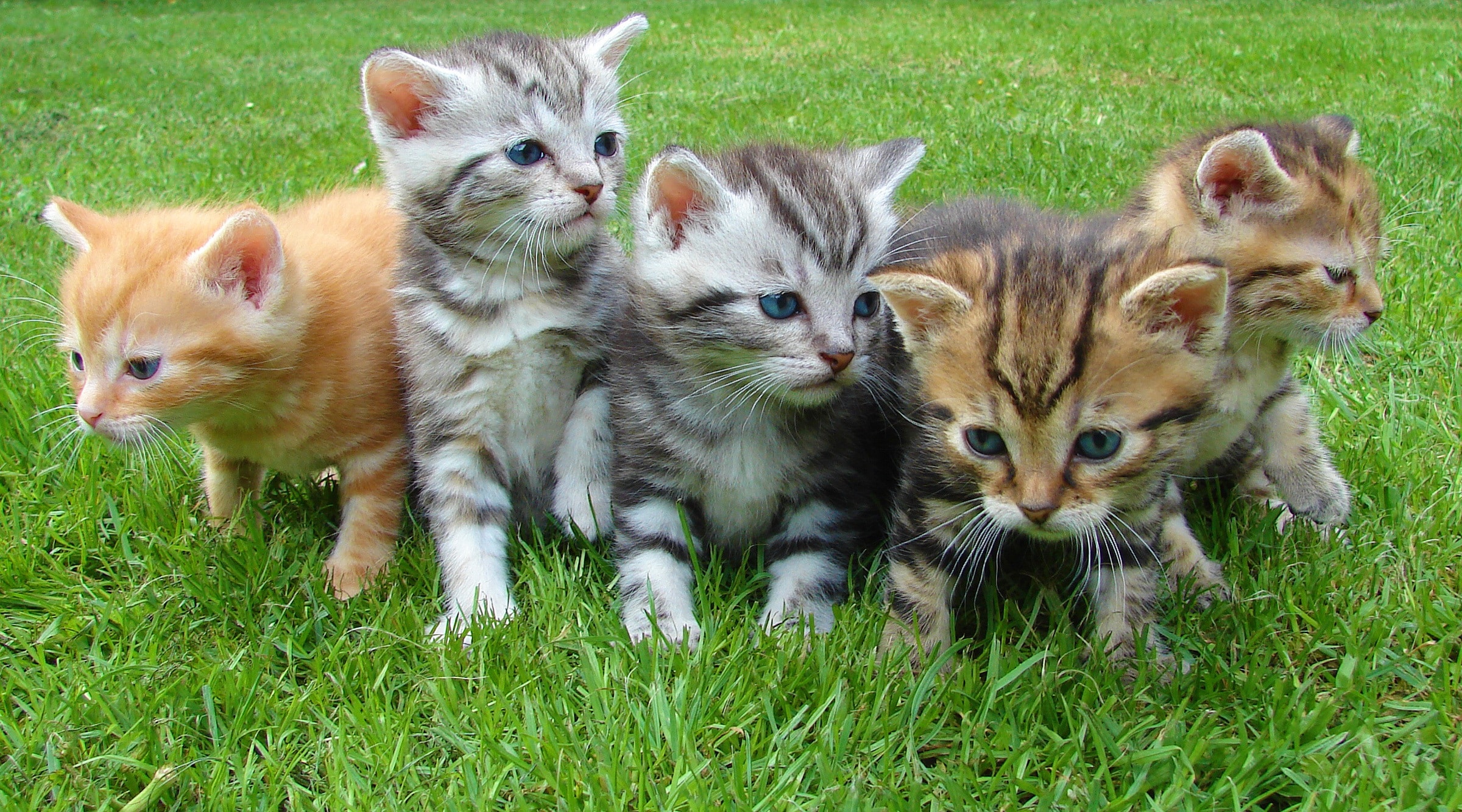Verstrooien Doorlaatbaarheid Gangster Top 10 Populaire Kattenrassen in Nederland