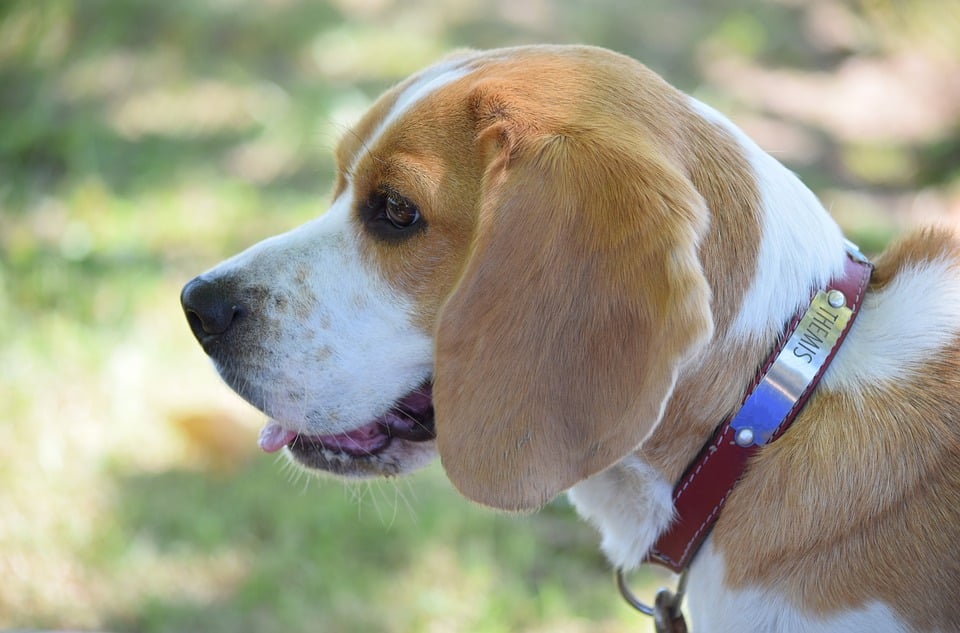 Beagle - Top 10 Populaire Hondenrassen
