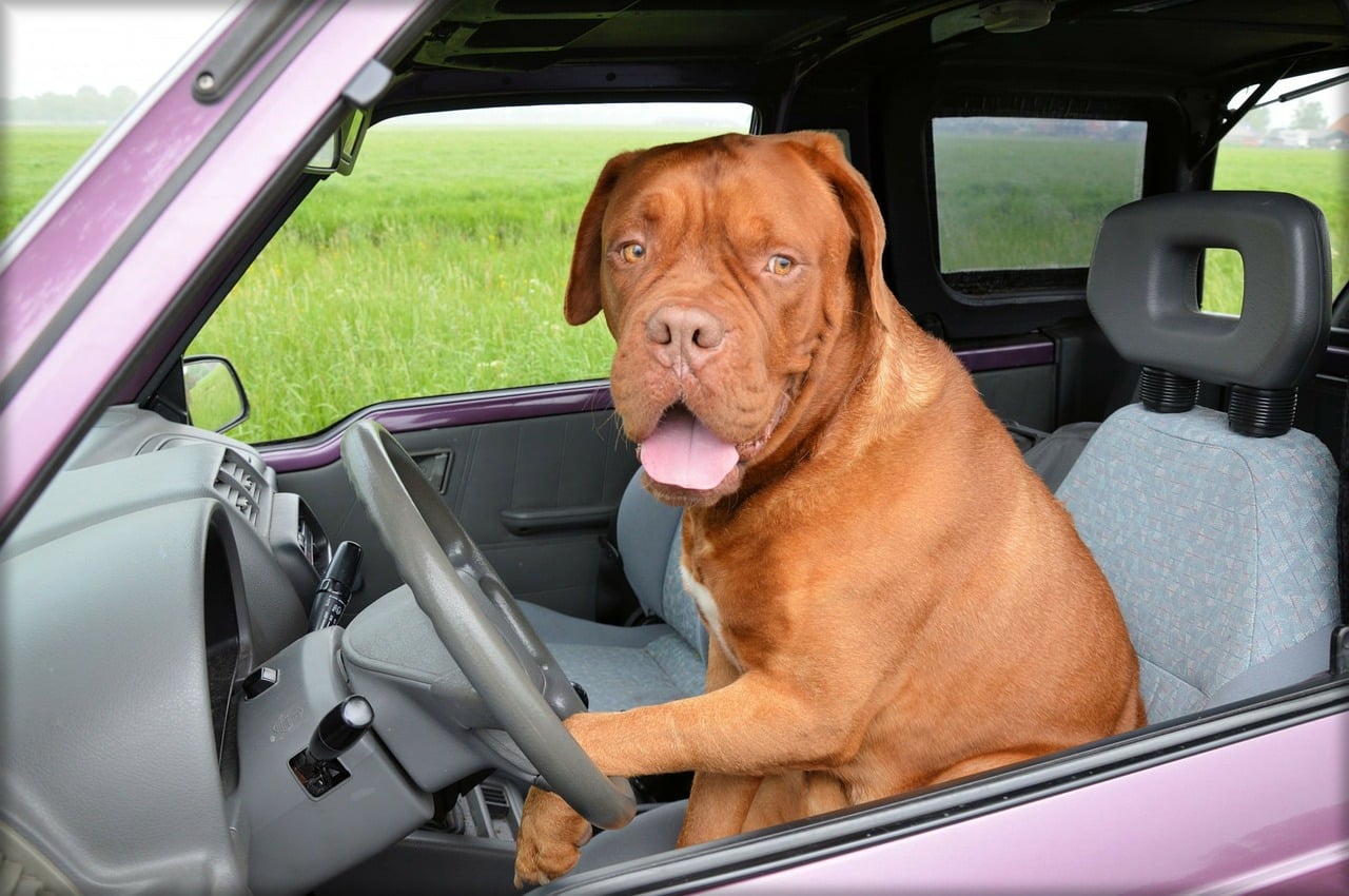 Hond veilig vervoeren