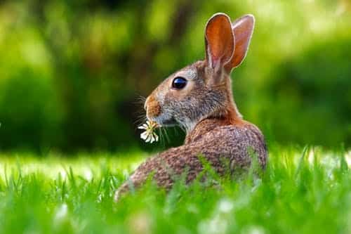 Konijnenziekte en konijnenvirus