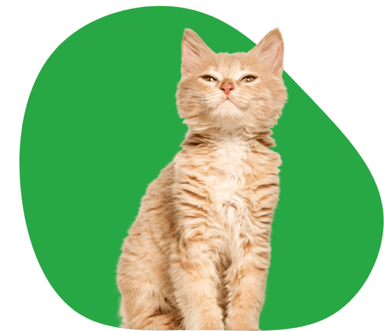 Kattenverzekering vergelijken → Kat verzekeren v.a. € 6,91 p/m