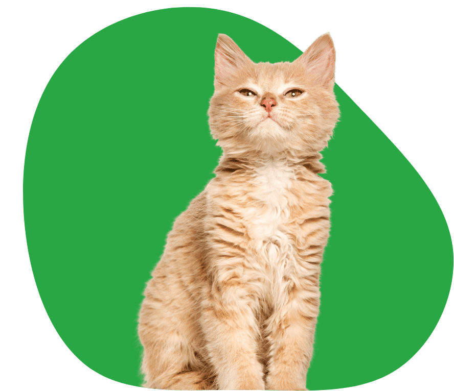 Zorgverzekering voor katten