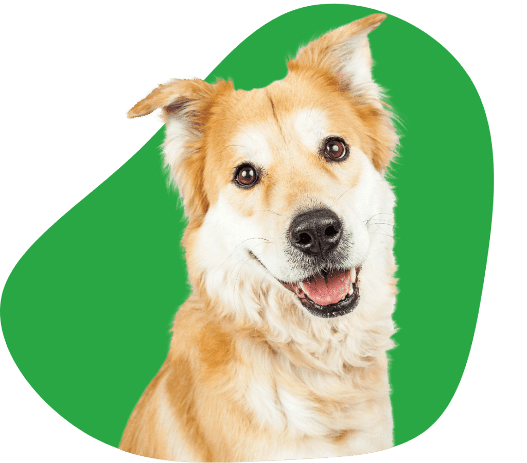 Hondenverzekering vergelijken