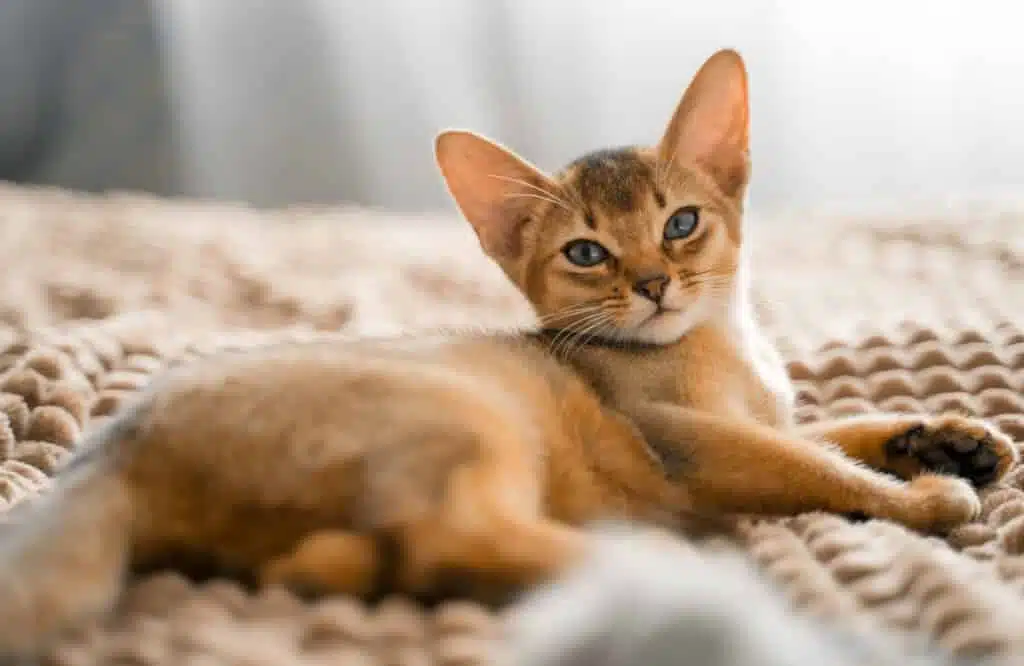 Abessijn kat
