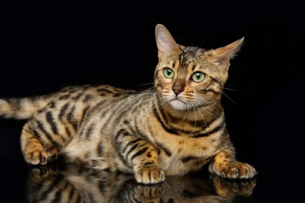 Bengaalse kat