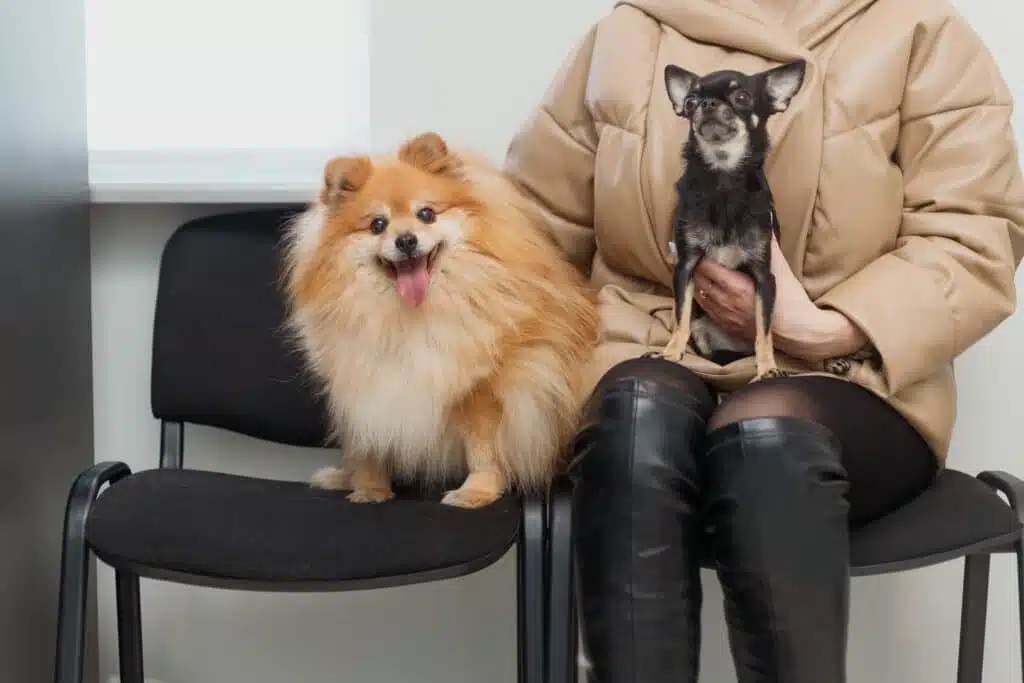 Honden bij dierenarts wachtruimte