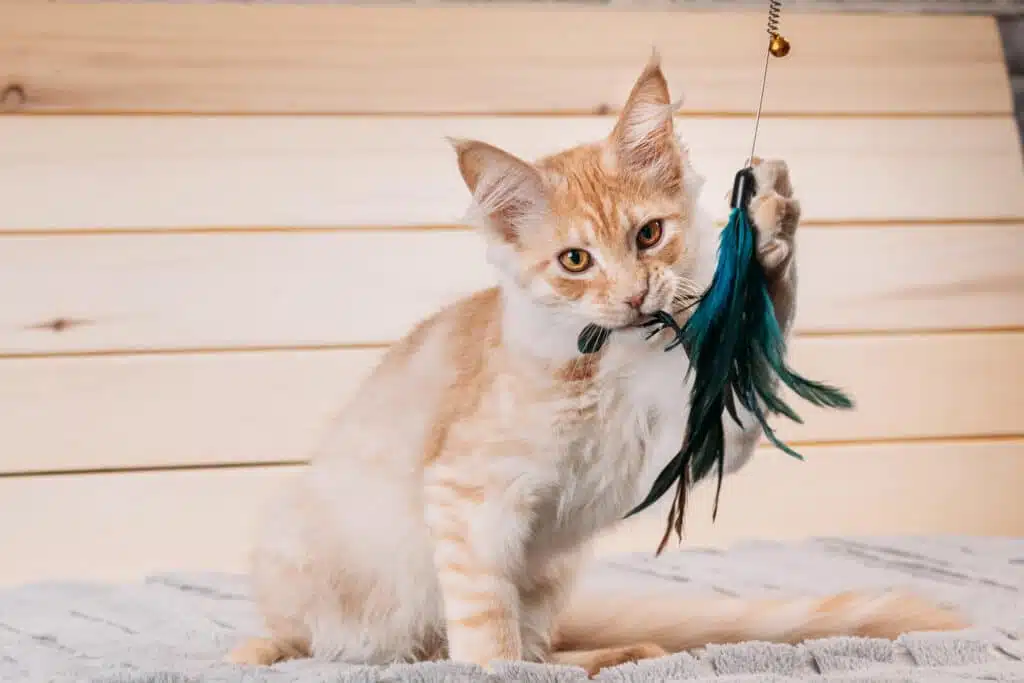 Kat met speelgoed