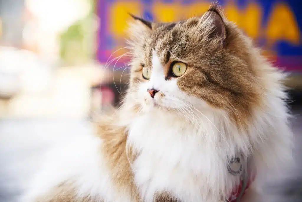 Perzische kat