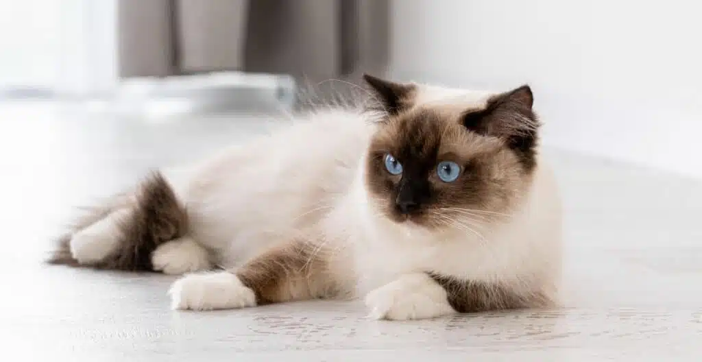 Ragdoll kat
