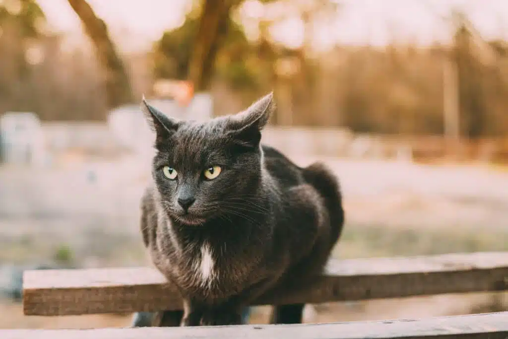 Russisch Blauwe kat