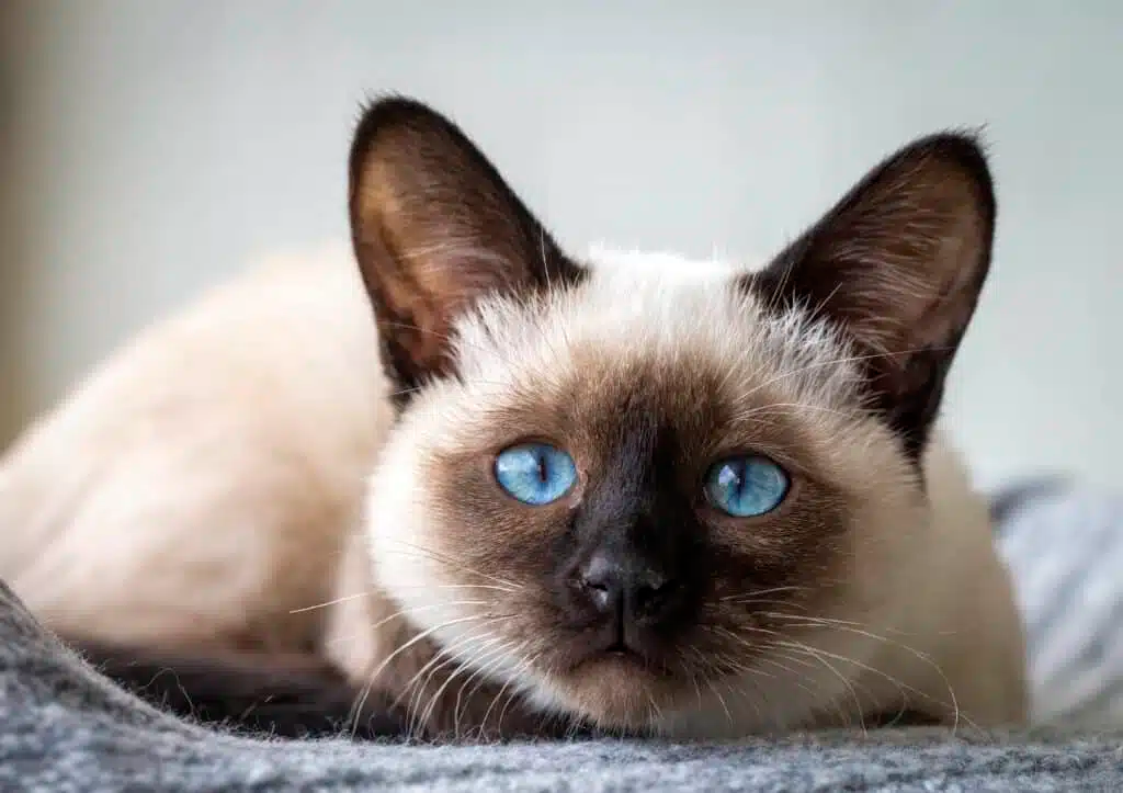 Siamese kat