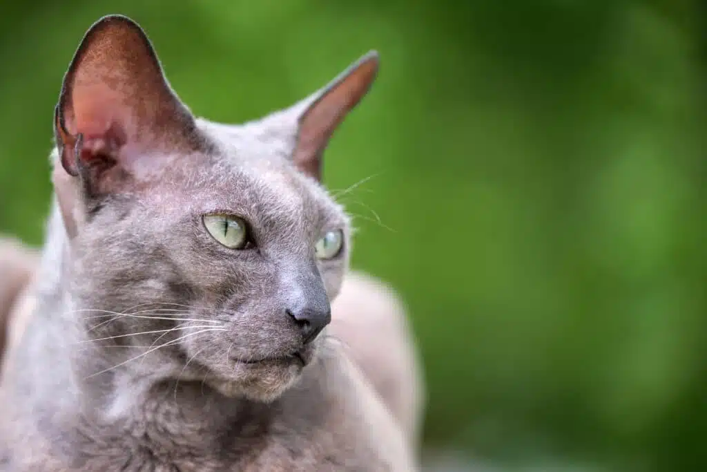 Sphynx kat