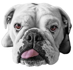 Engelse bulldog dierenverzekering