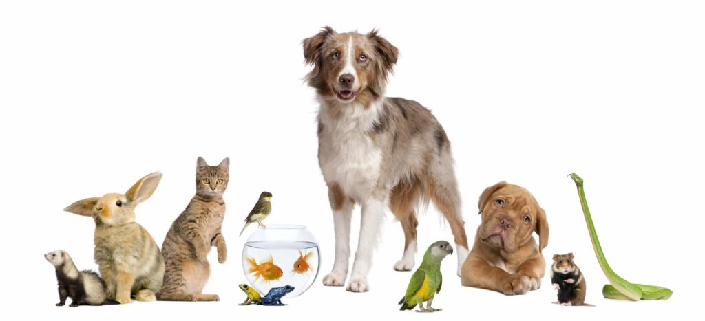 Makkelijke huisdieren: de perfecte dieren voor beginners