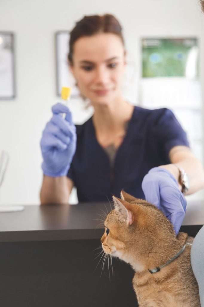 Kosten Bloedonderzoek Kat