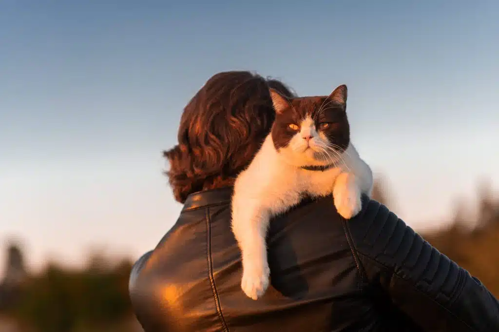 Crematie Kat kosten