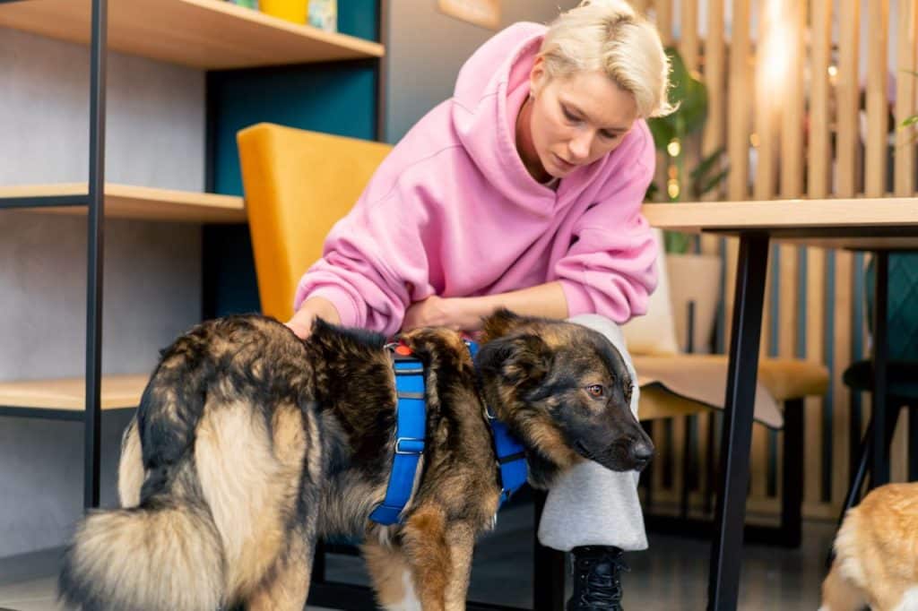 Fysiotherapie hond kosten