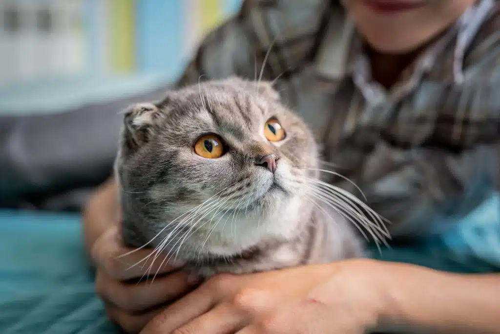 Kosten Kat Crematie