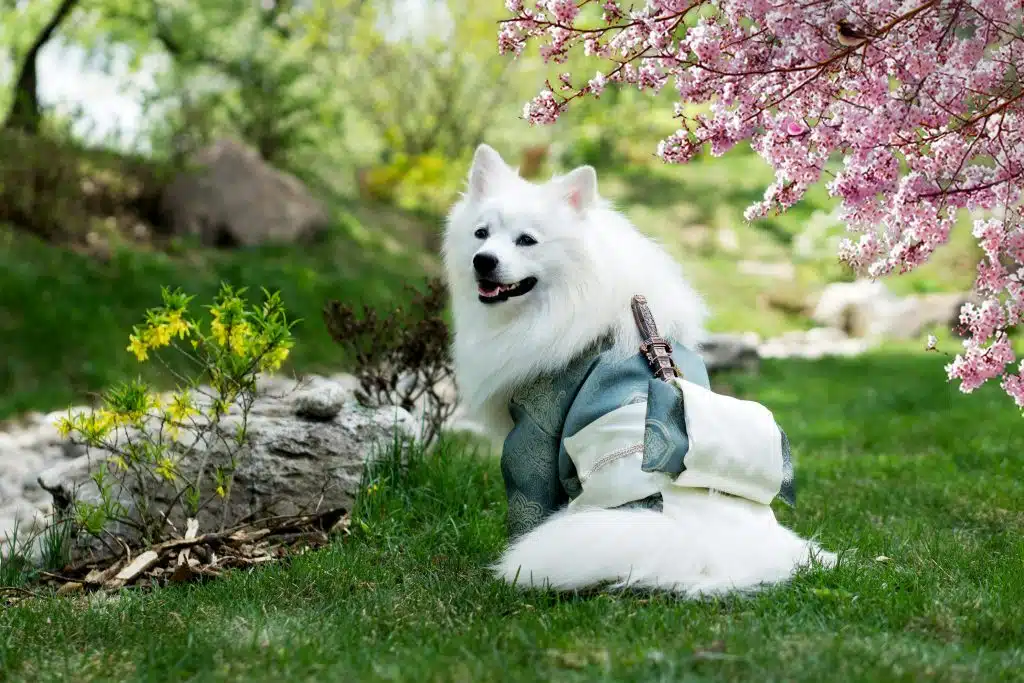 Acupunctuur honden