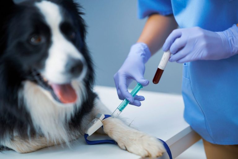 Bloedonderzoek Hond Kosten