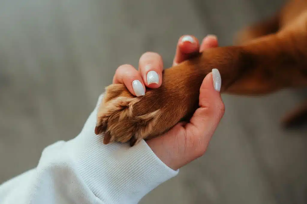 Honden acupunctuur