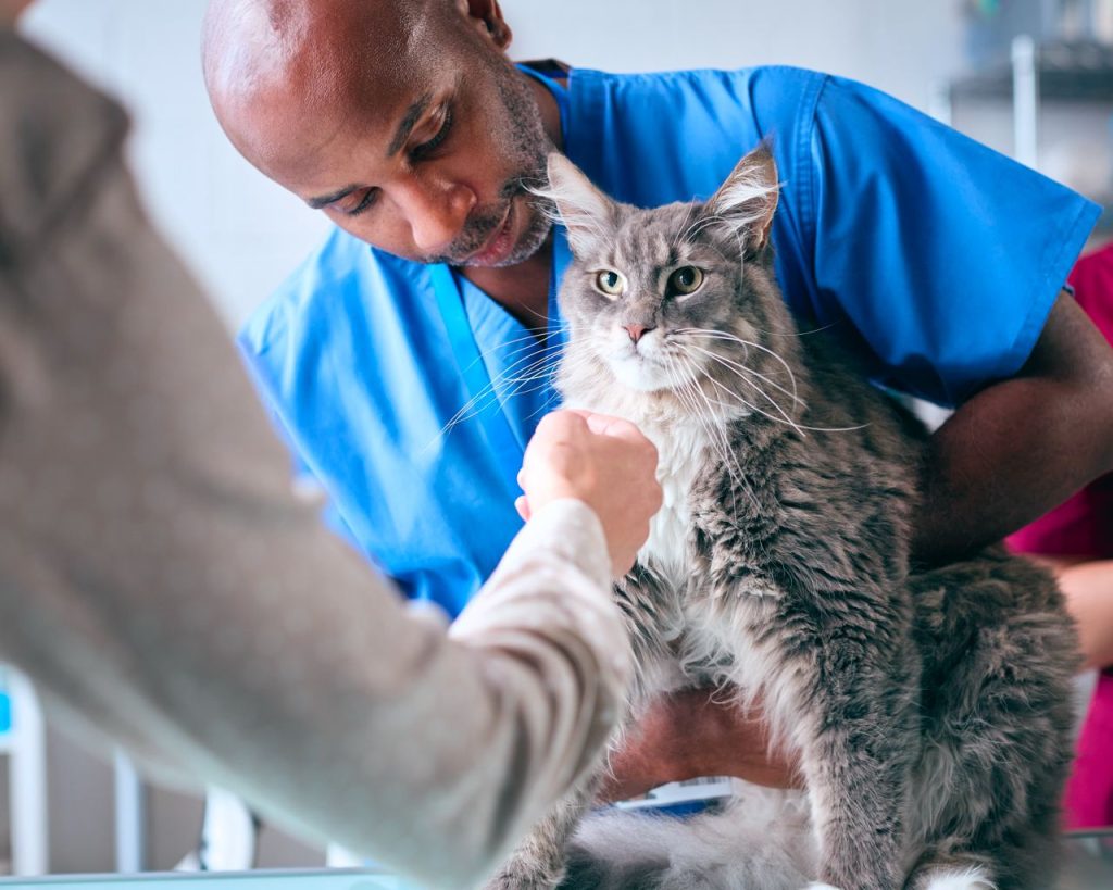 Kat met diabetes bij dierenarts