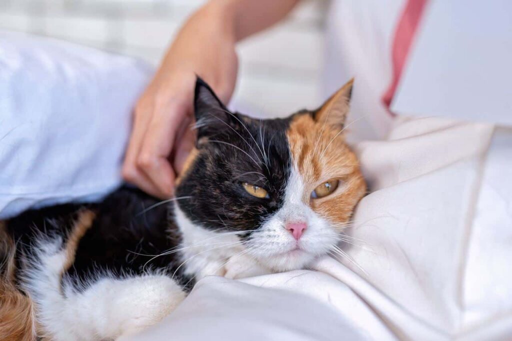 Niesziekte bij Katten