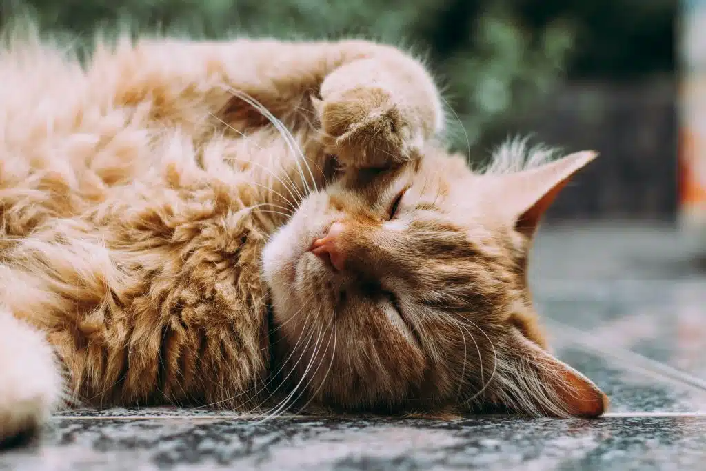 Kat ligt op de grond door baarmoederontsteking