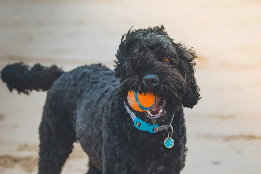 Rotte tanden bij hond die kauwt