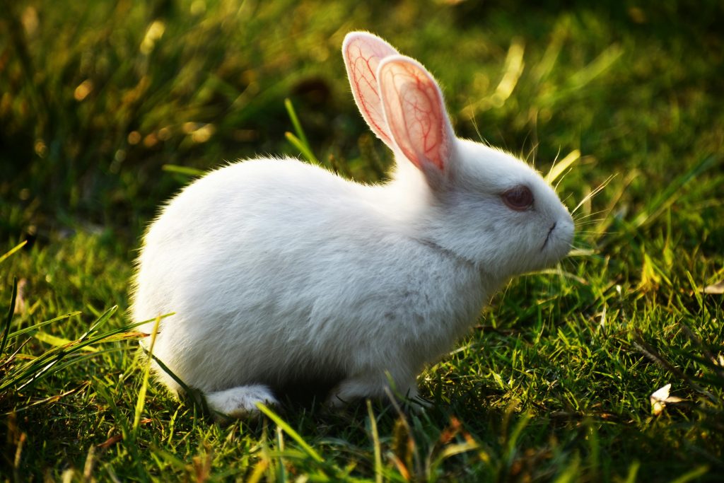 Wat kost een konijn inenten?