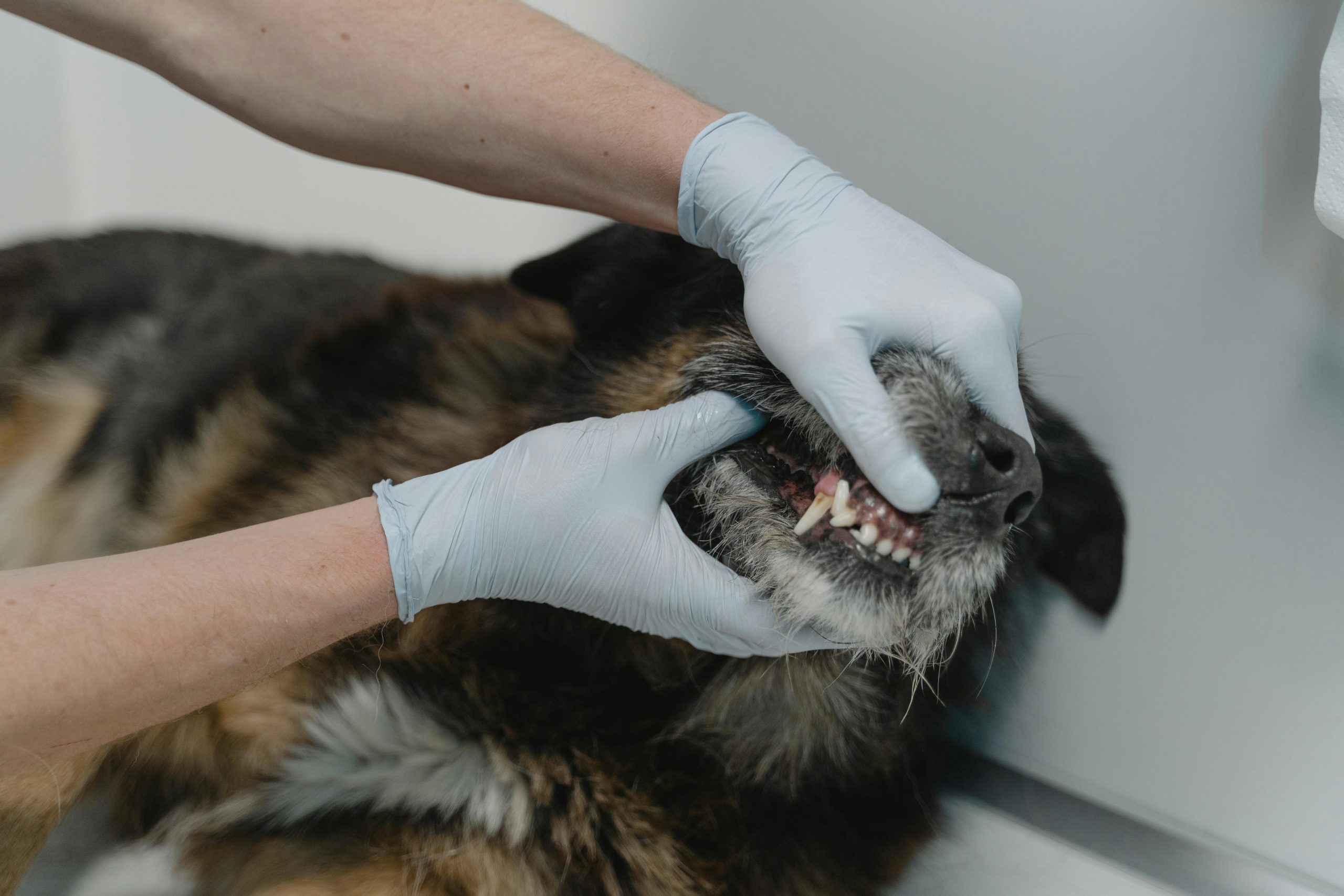 Hond bij dierenarts vanwege rotte tanden