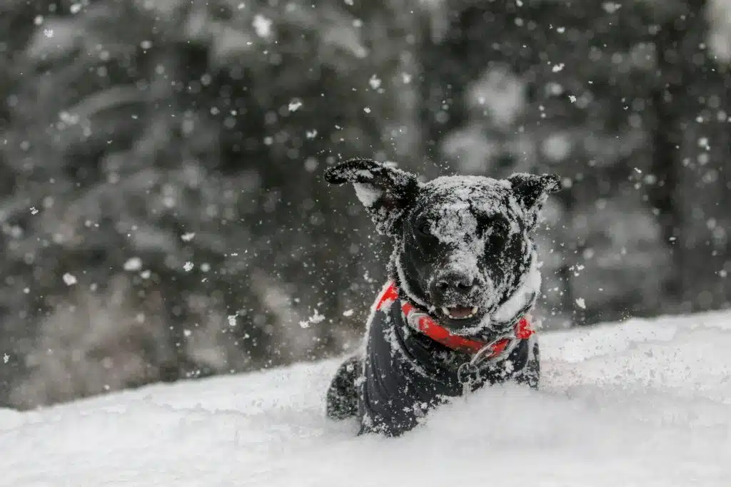 Hond begraven