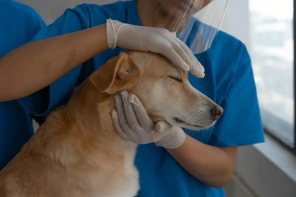 Hond bij dierenarts vanwege keizersnede