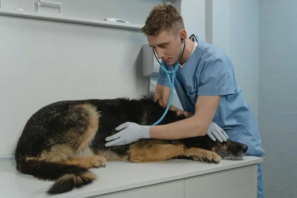 Hond bij dierenarts vanwege keizersnede