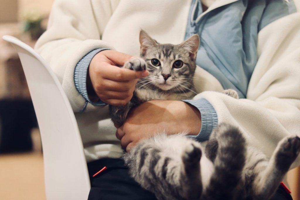 Kat bij dierenarts door baarmoederontsteking