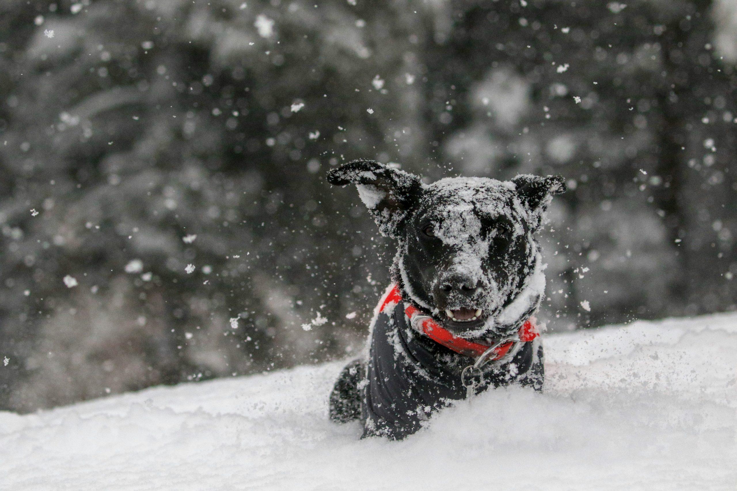 Hond onder sneeuw