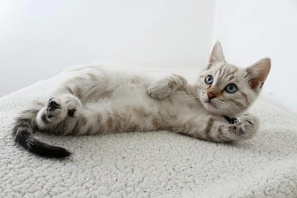 natuurlijke behandeling van ringworm bij katten