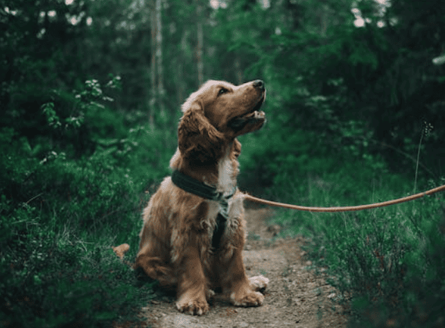 Dierenverzekering Zonder Wachttijd Blog Banner