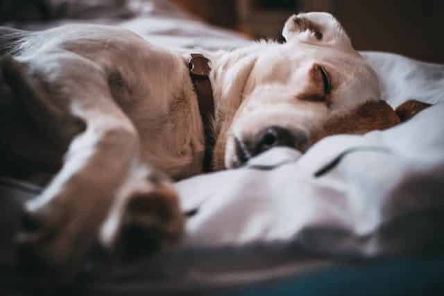 Verzekeren van Zieke Hond