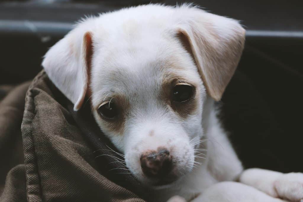 hoe ontstaat kanker bij honden