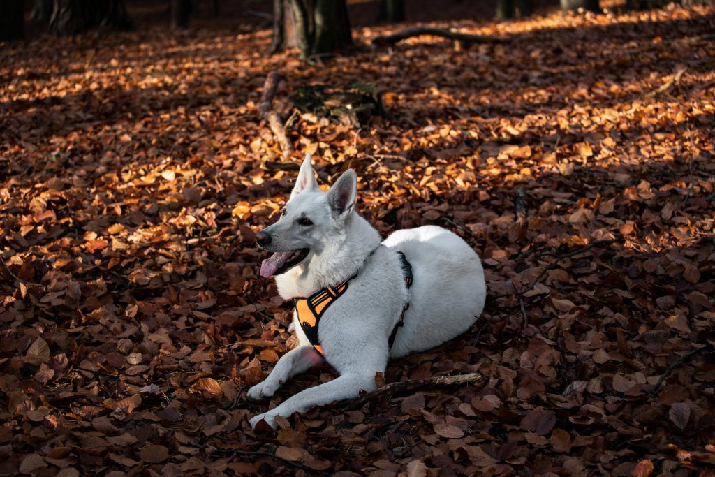 schade door een loslopende hond verhalen