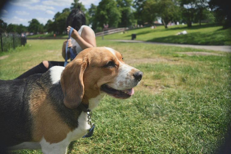 Loslopende hond aansprakelijkheid