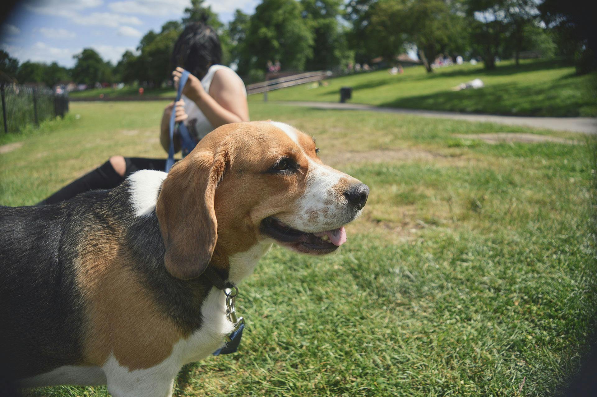 Loslopende hond aansprakelijkheid