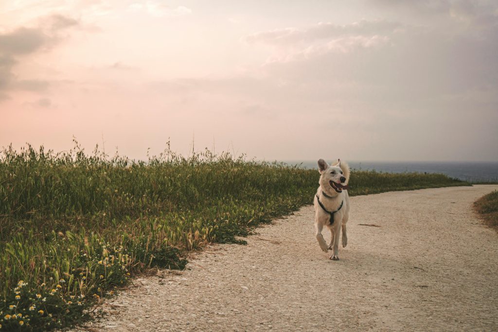 wanneer is de eigenaar aansprakelijk voor een loslopende hond