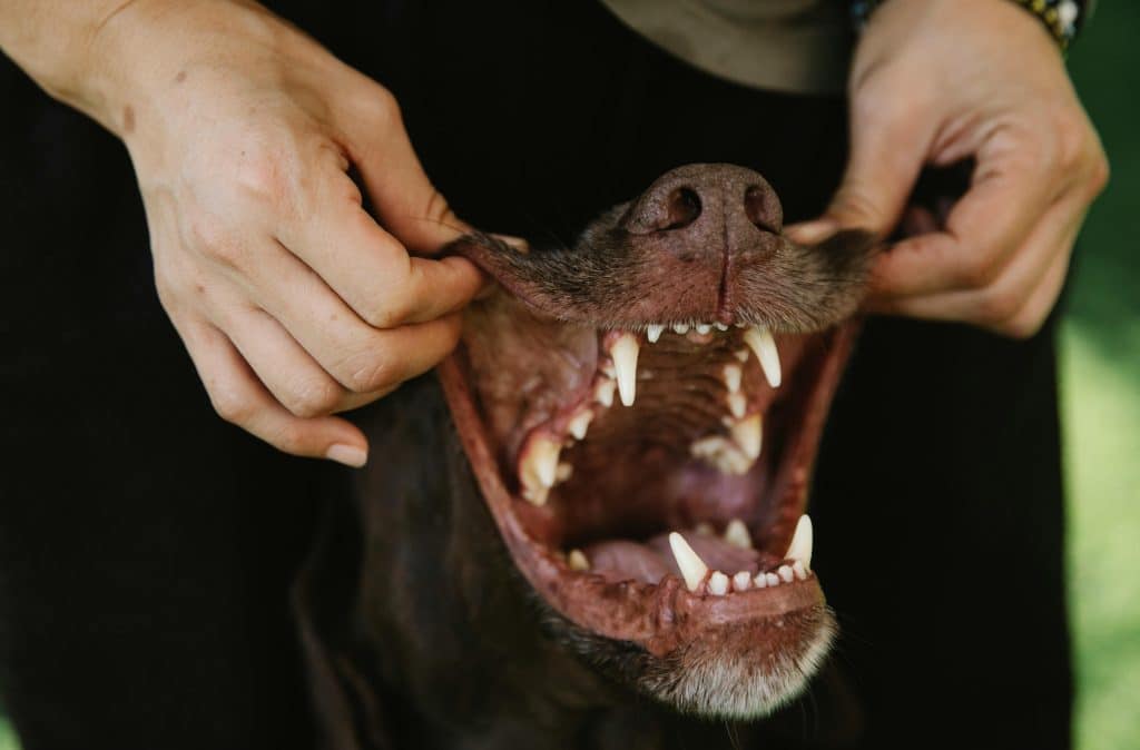 Wat kost een wortelkanaalbehandeling hond